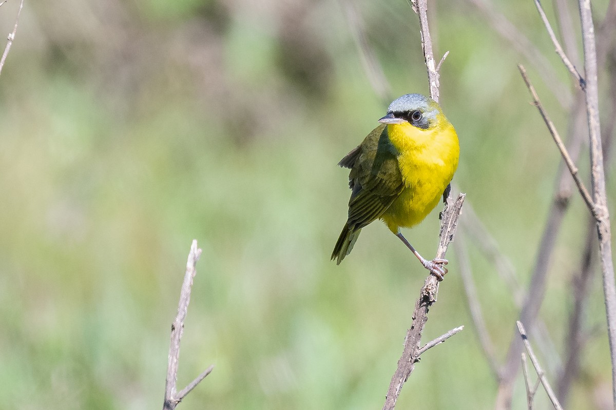 Southern Yellowthroat - ML644007248