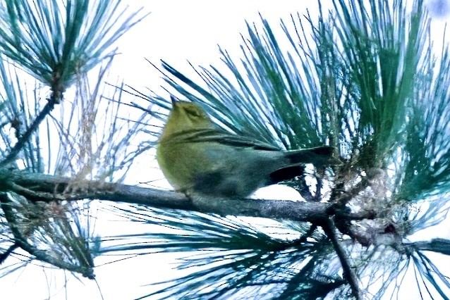 Pine Warbler - ML644007250