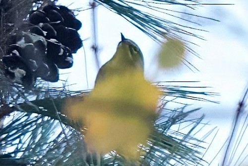 Pine Warbler - ML644007251