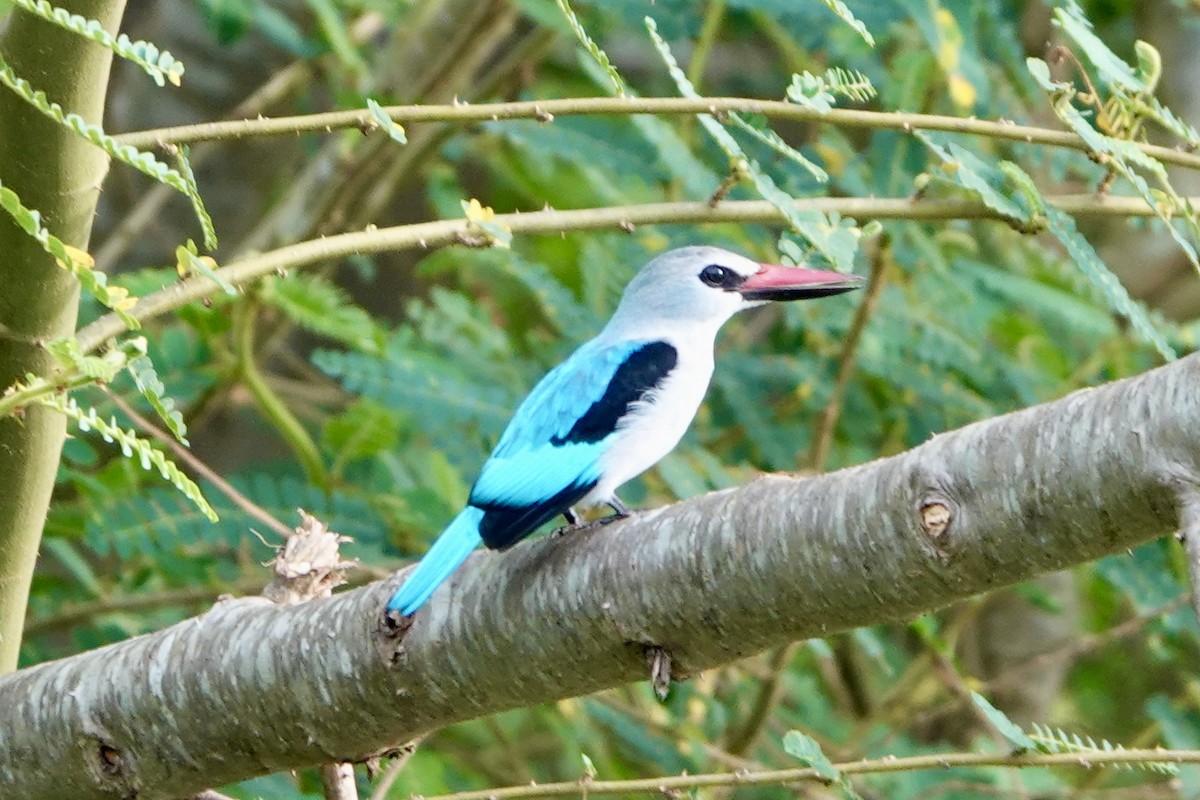 Woodland Kingfisher - ML644007252