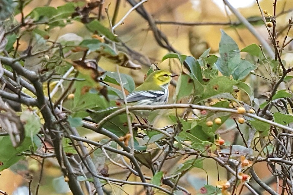 Black-throated Green Warbler - ML644007259