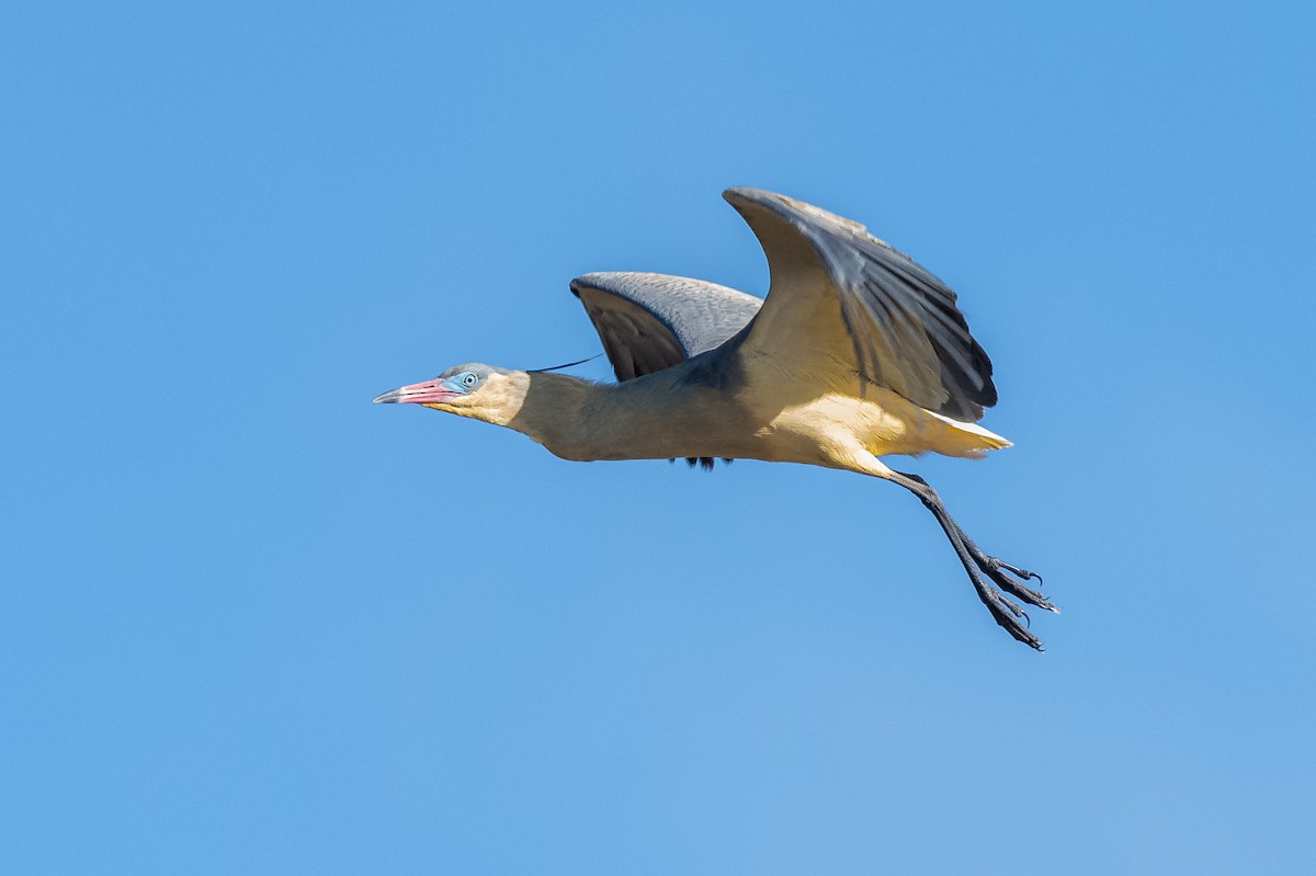 volavka hvízdavá - ML644007267