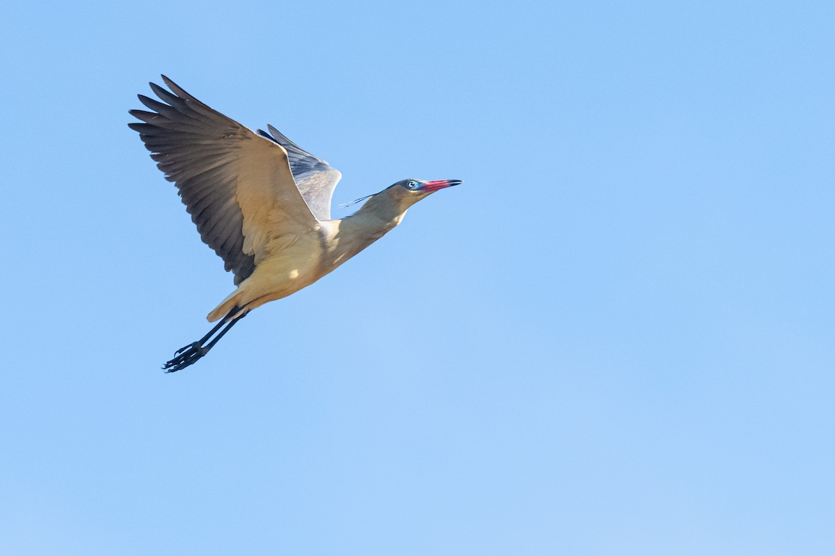 volavka hvízdavá - ML644007268