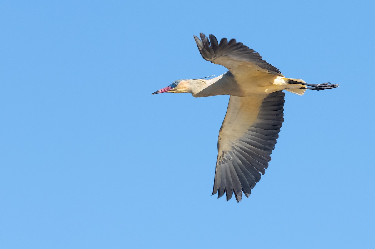 volavka hvízdavá - ML644007269