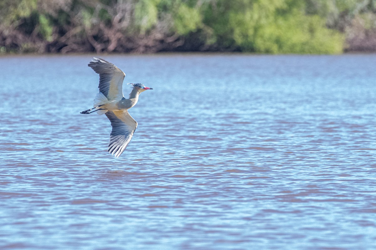 volavka hvízdavá - ML644007270