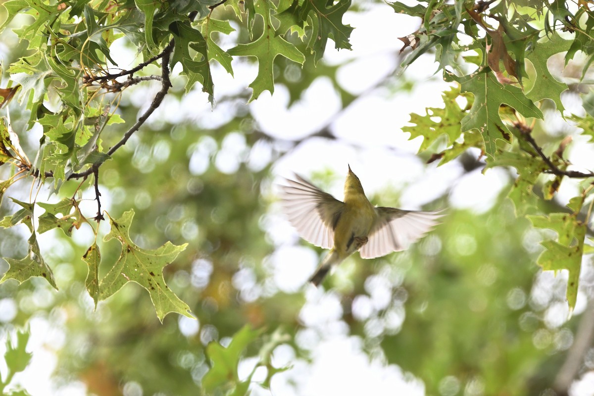 Tennessee Warbler - ML644007271