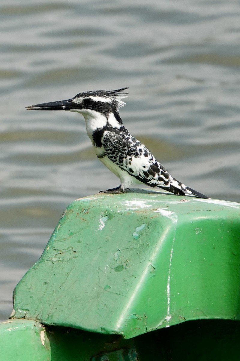 ヒメヤマセミ - ML644007306