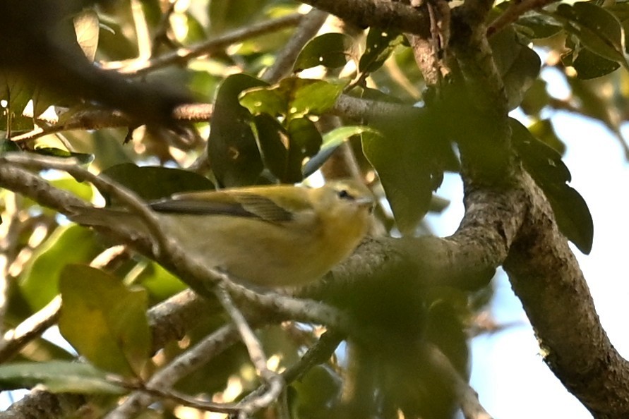 Tennessee Warbler - ML644007307