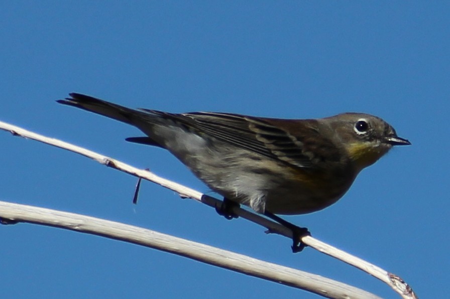 Yellow-rumped Warbler - ML644007312