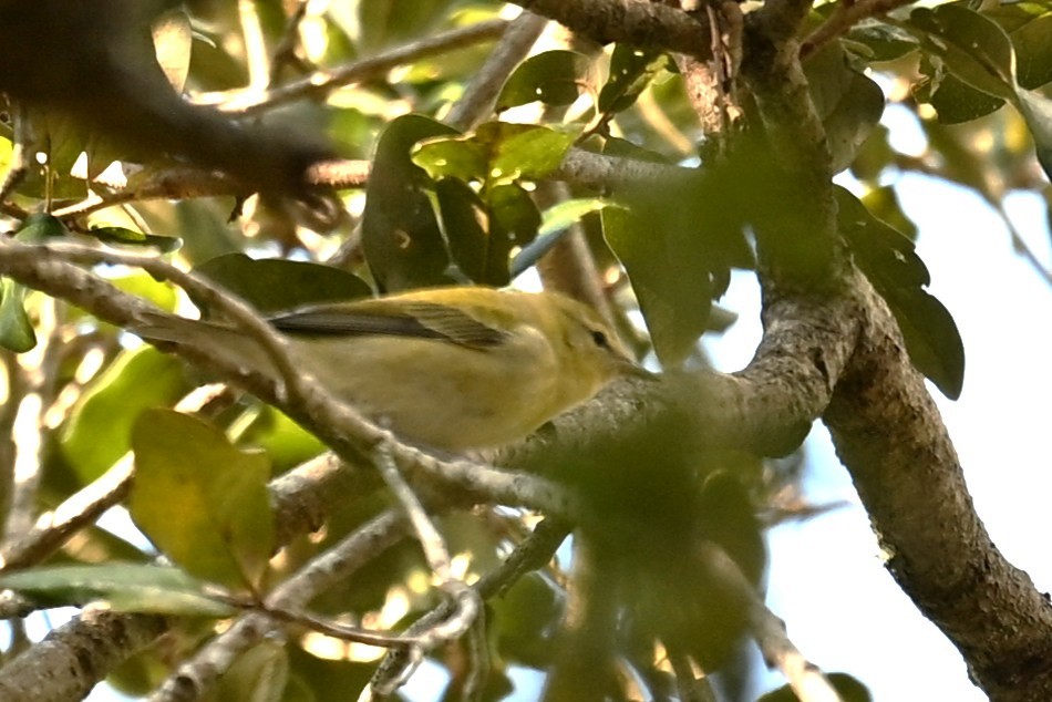 Tennessee Warbler - ML644007317