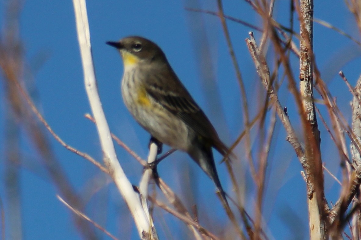Yellow-rumped Warbler - ML644007318
