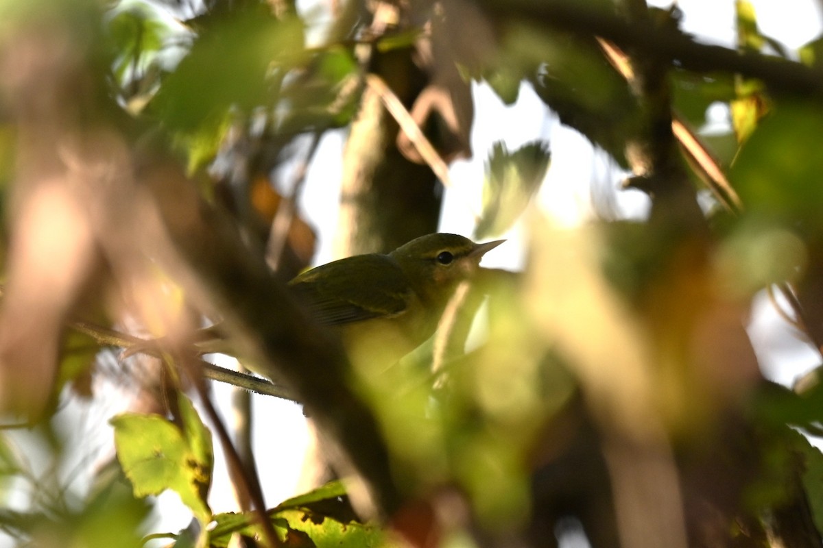 Tennessee Warbler - ML644007332