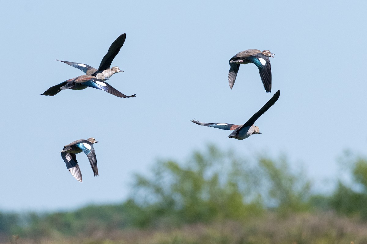 Rotschulterente - ML644007334