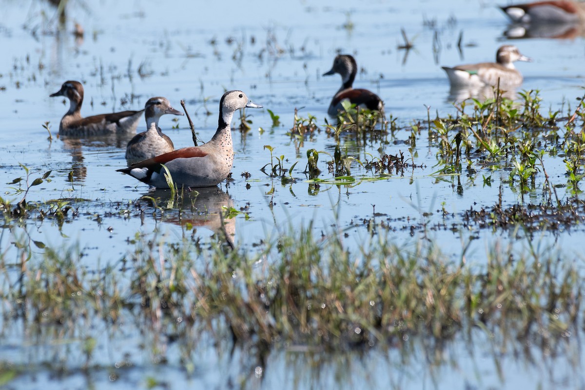 Rotschulterente - ML644007335