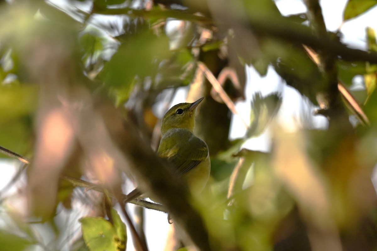 Tennessee Warbler - ML644007337