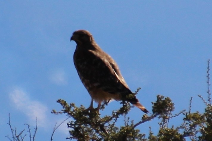 Red-tailed Hawk - ML644007347