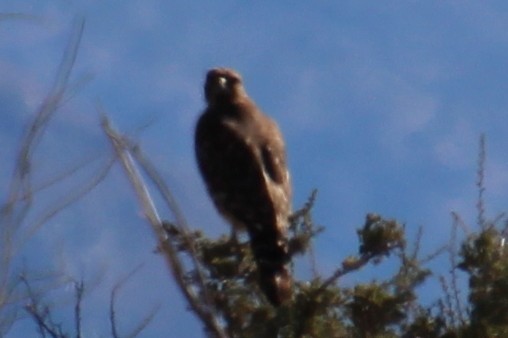 Red-tailed Hawk - ML644007352
