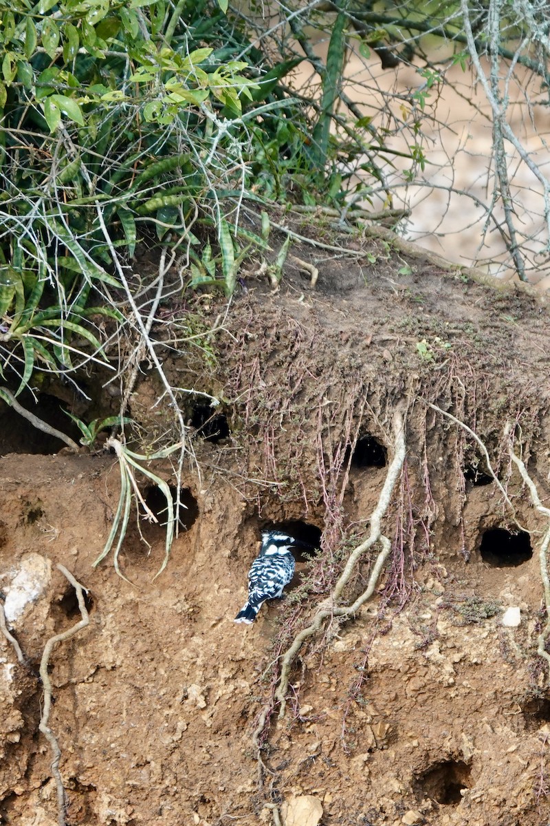 ヒメヤマセミ - ML644007359