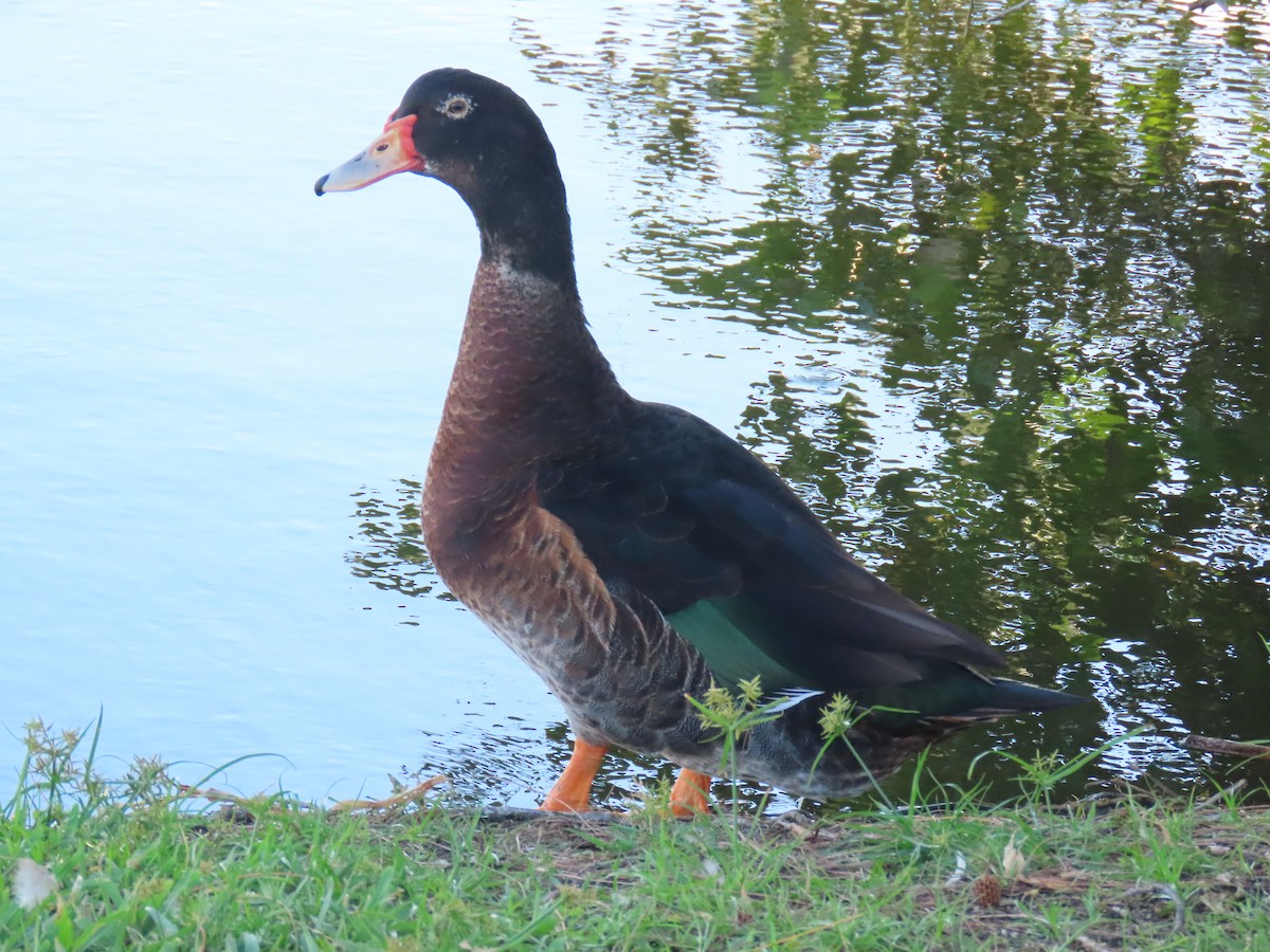 雑種 ノバリケン ｘ マガモ - ML644007361