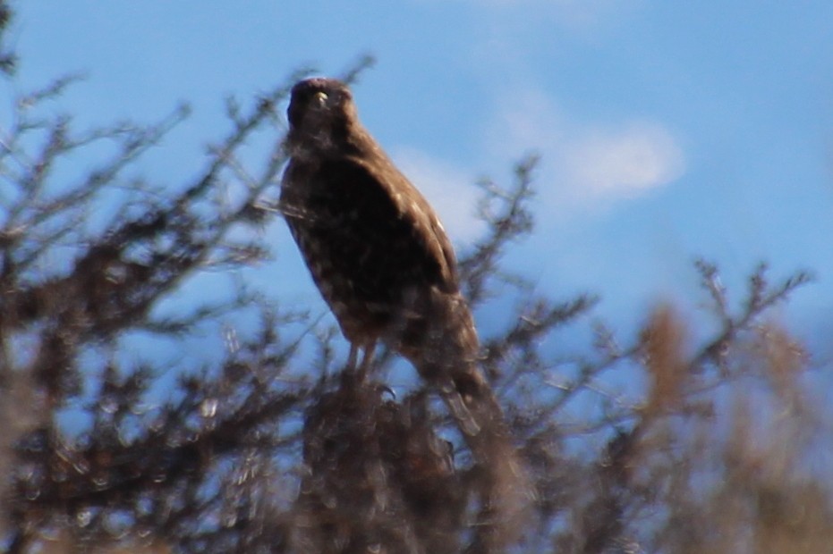 Red-tailed Hawk - ML644007362