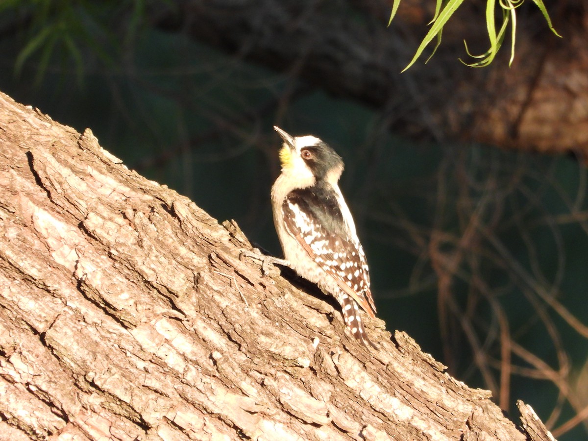 White-fronted Woodpecker - ML644007365