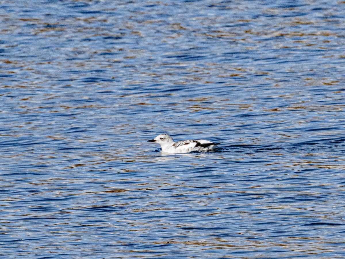 Black Guillemot - ML644007373