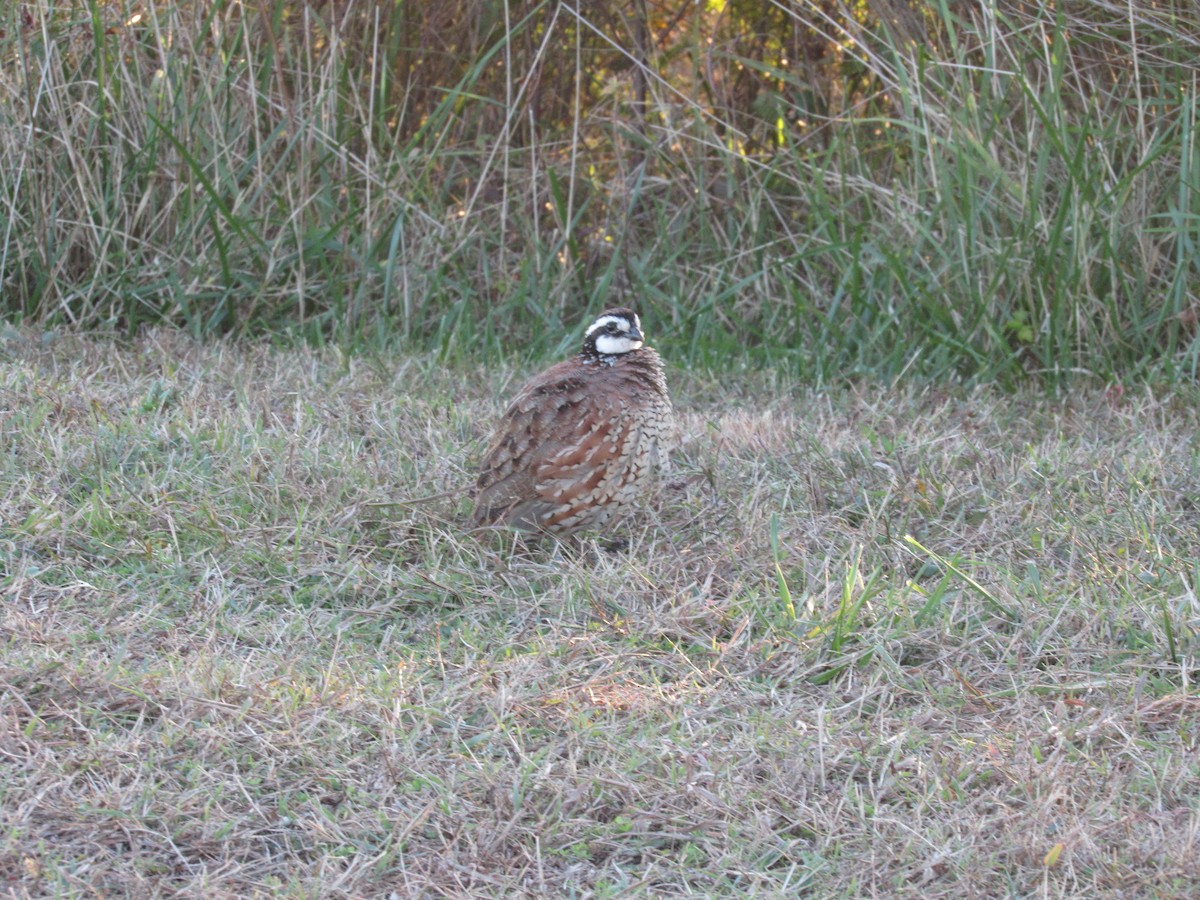 Northern Bobwhite - ML644007376