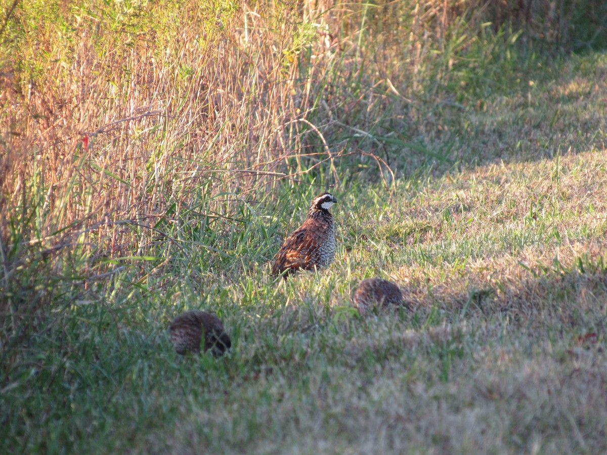Northern Bobwhite - ML644007377
