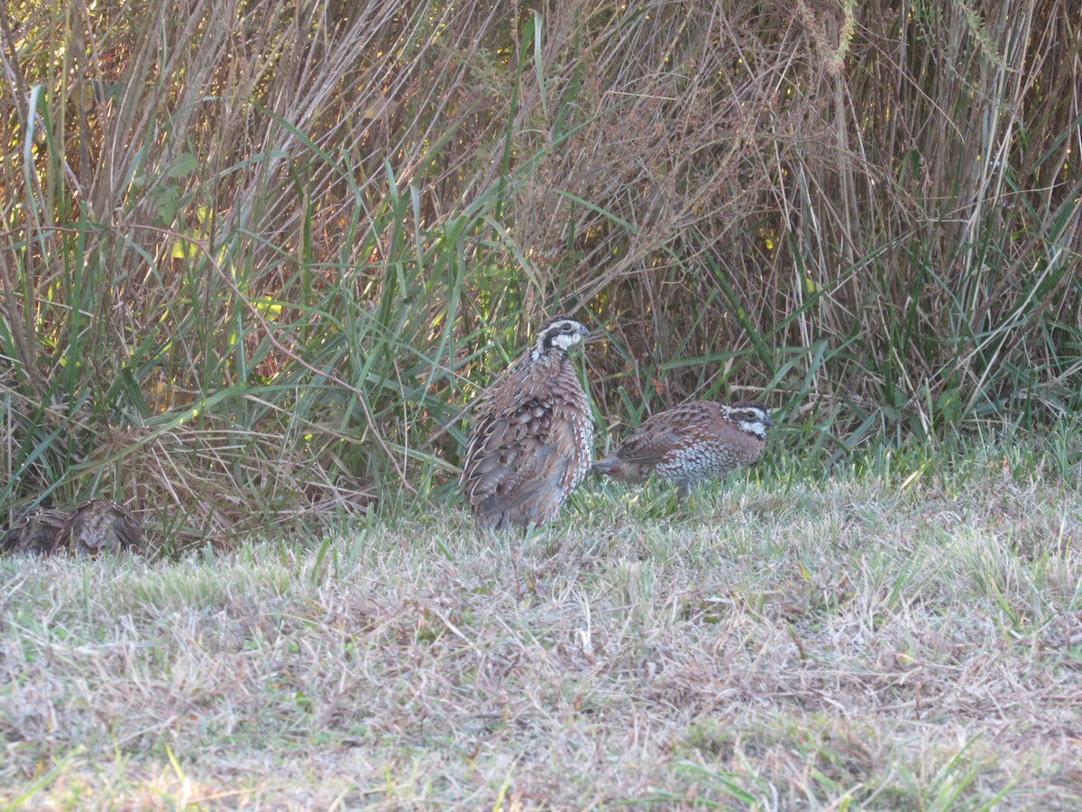 Northern Bobwhite - ML644007378