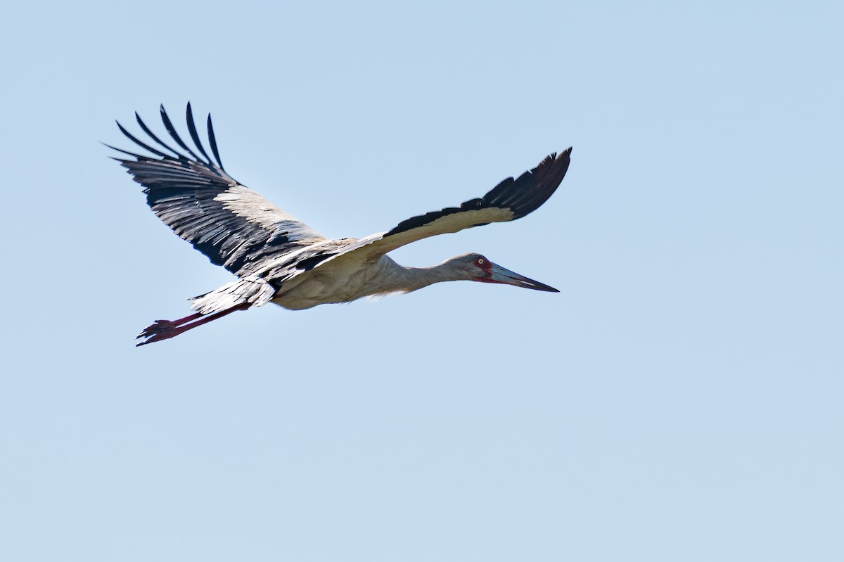 Maguari Stork - ML644007388