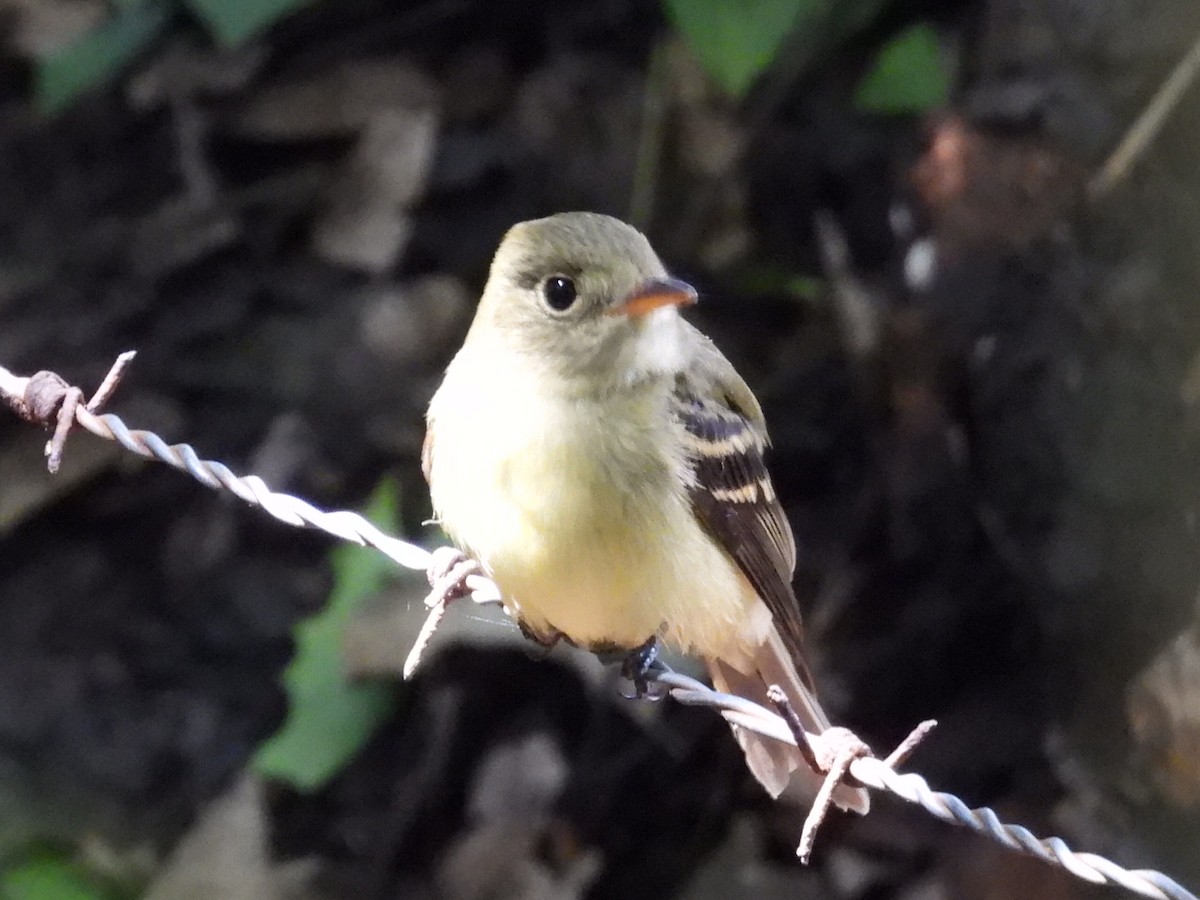 Acadian Flycatcher - ML644007398