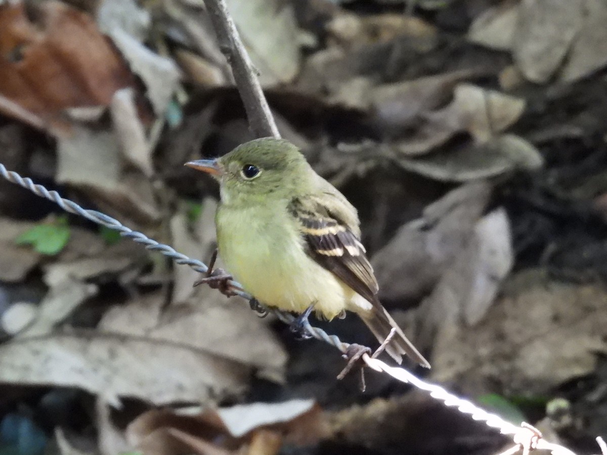 Acadian Flycatcher - ML644007399