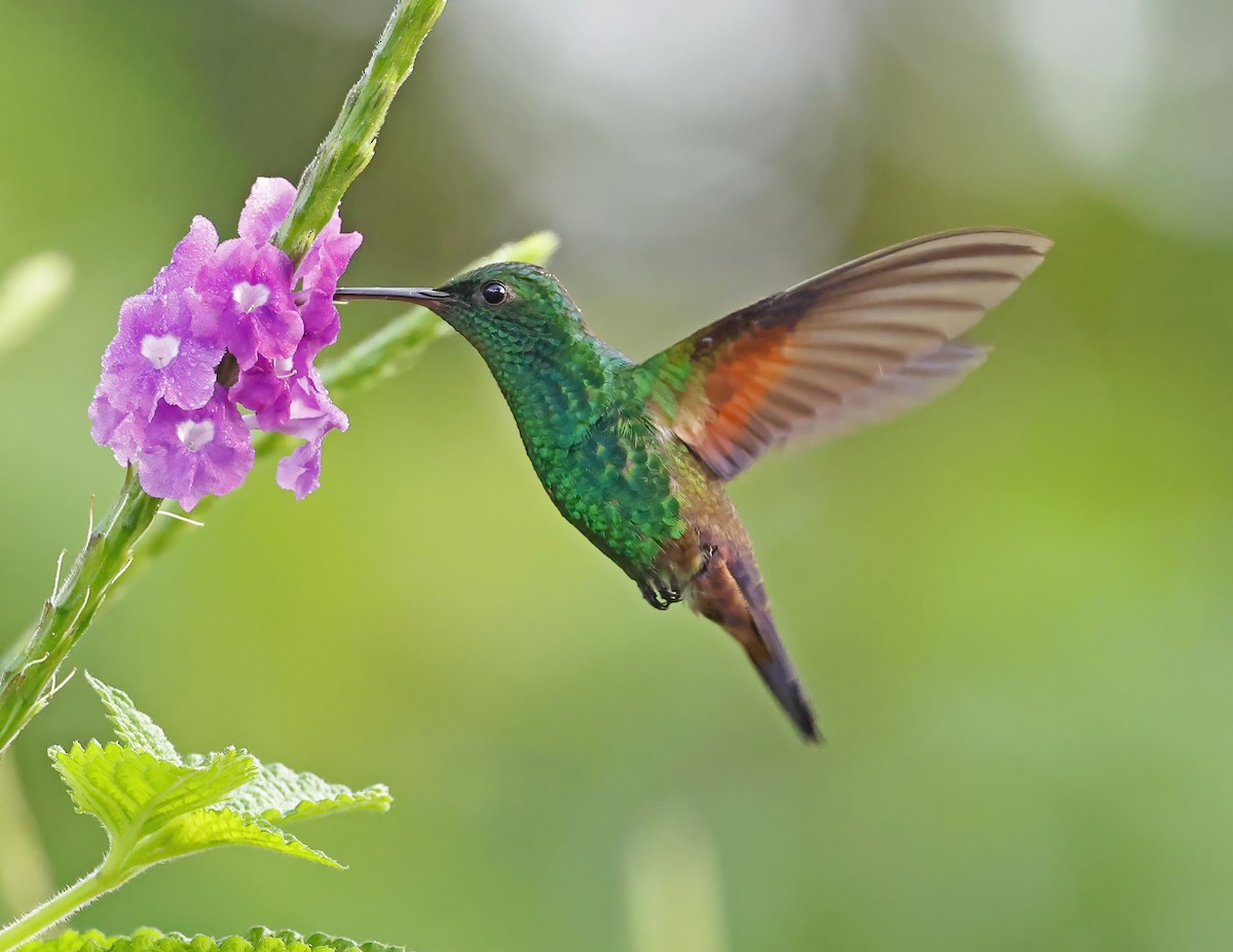 Амазилія-берил синьохвоста - ML644007408