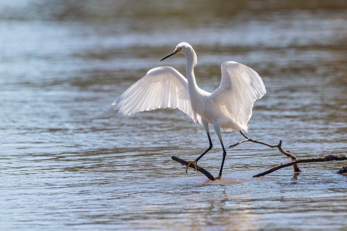 volavka bělostná - ML644007411