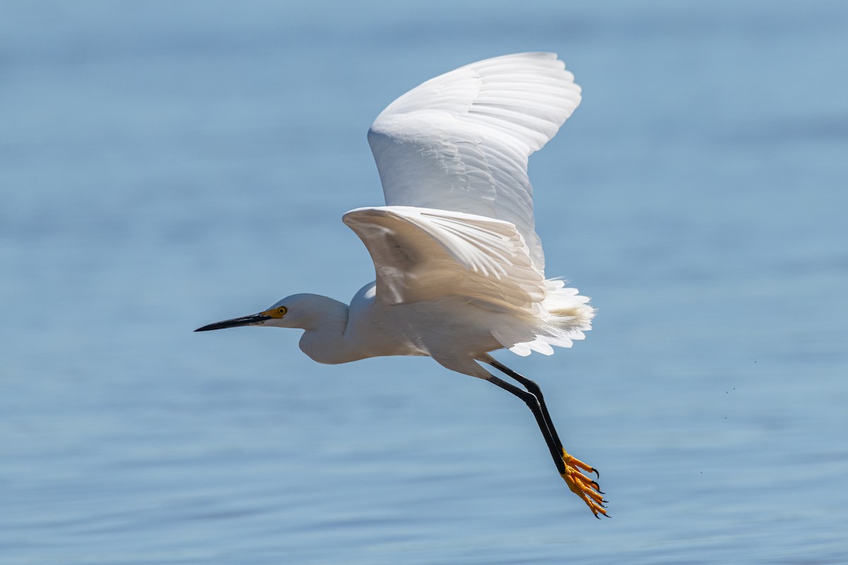 volavka bělostná - ML644007412