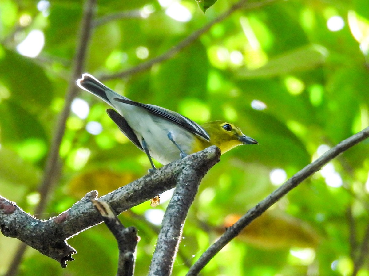Sarı Gerdanlı Vireo - ML644007420