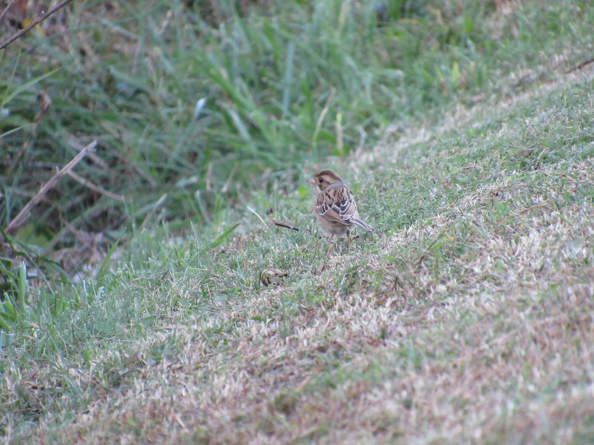 Clay-colored Sparrow - ML644007423