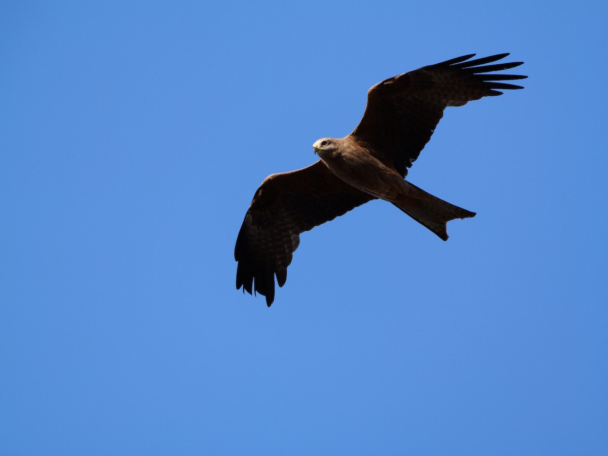 Black Kite - ML644007437