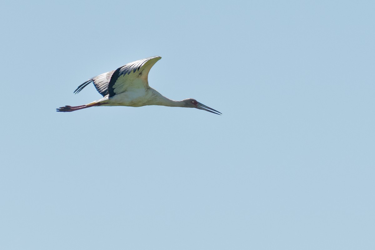 Maguari Stork - ML644007438