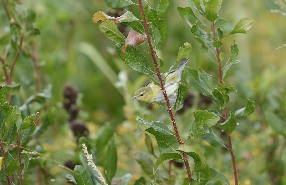 Tennessee Warbler - ML644007439