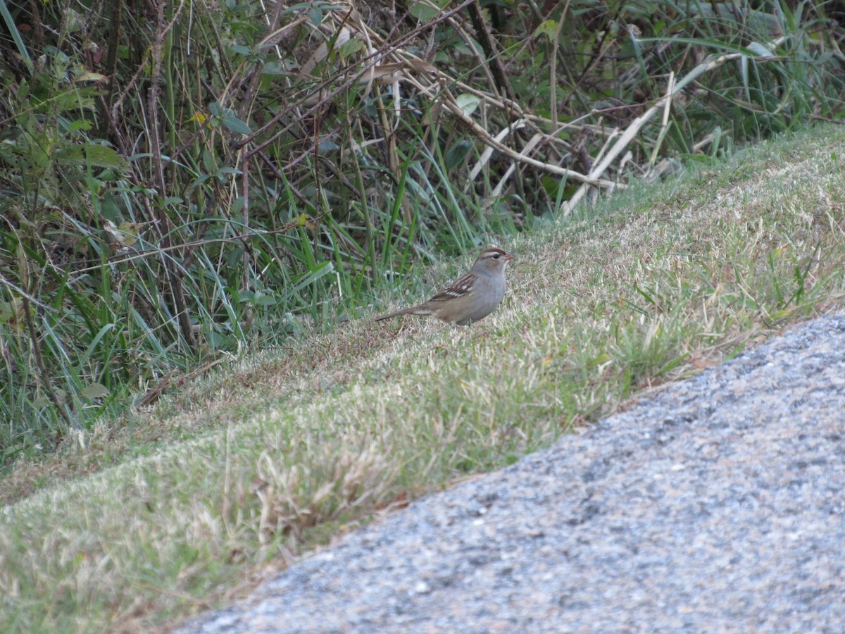 White-crowned Sparrow - ML644007453