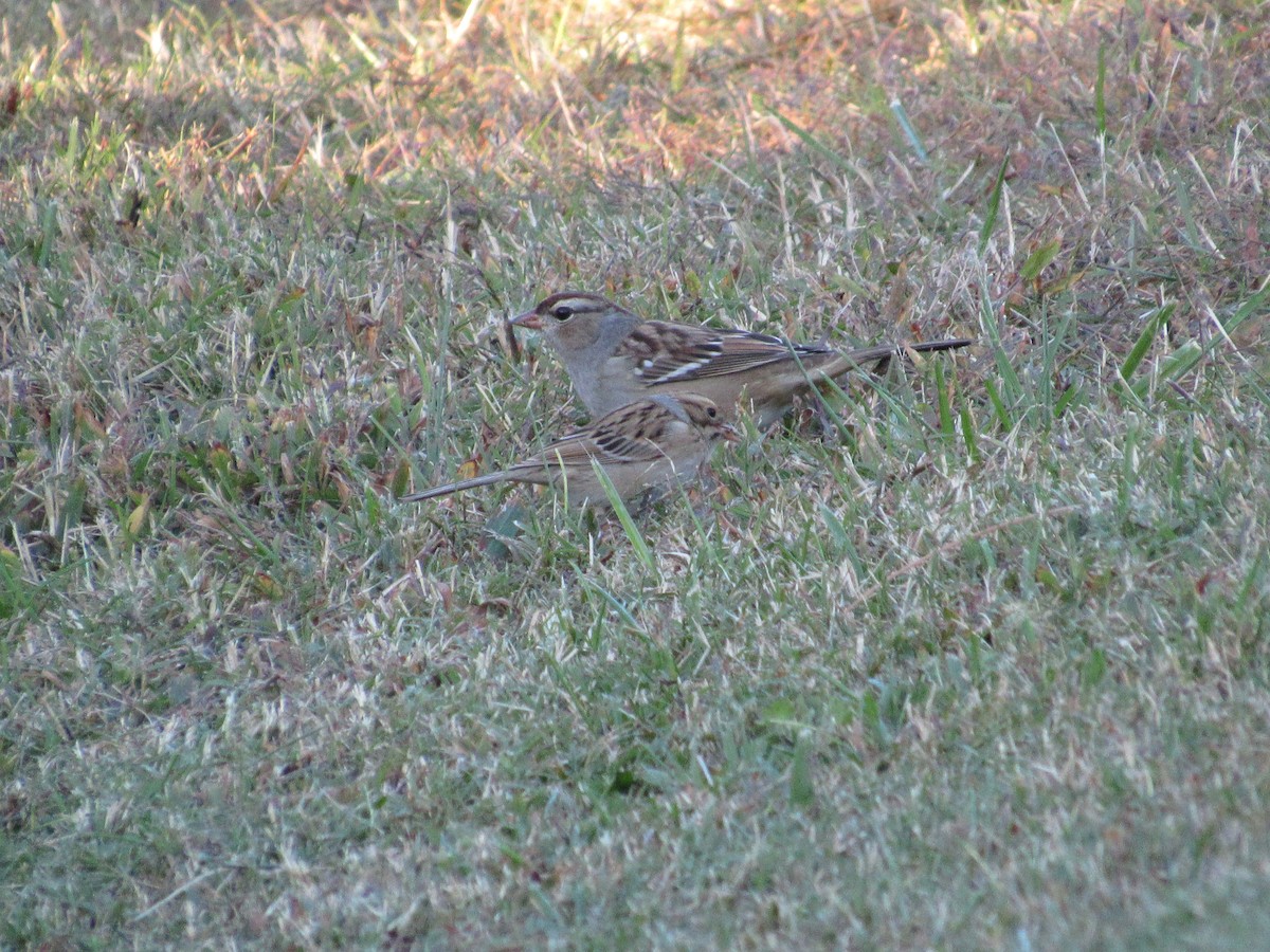 White-crowned Sparrow - ML644007454