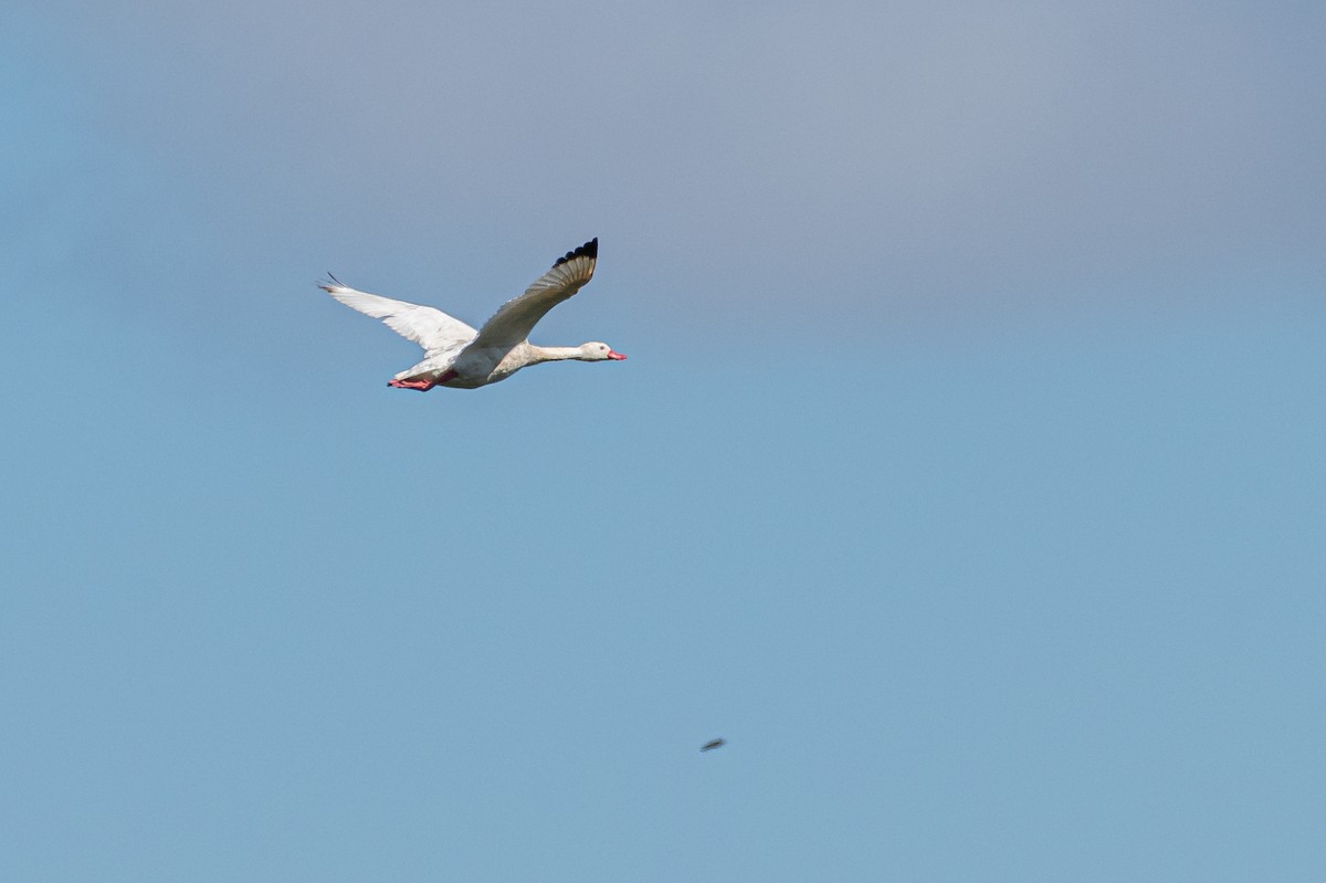 Coscoroba Swan - ML644007482