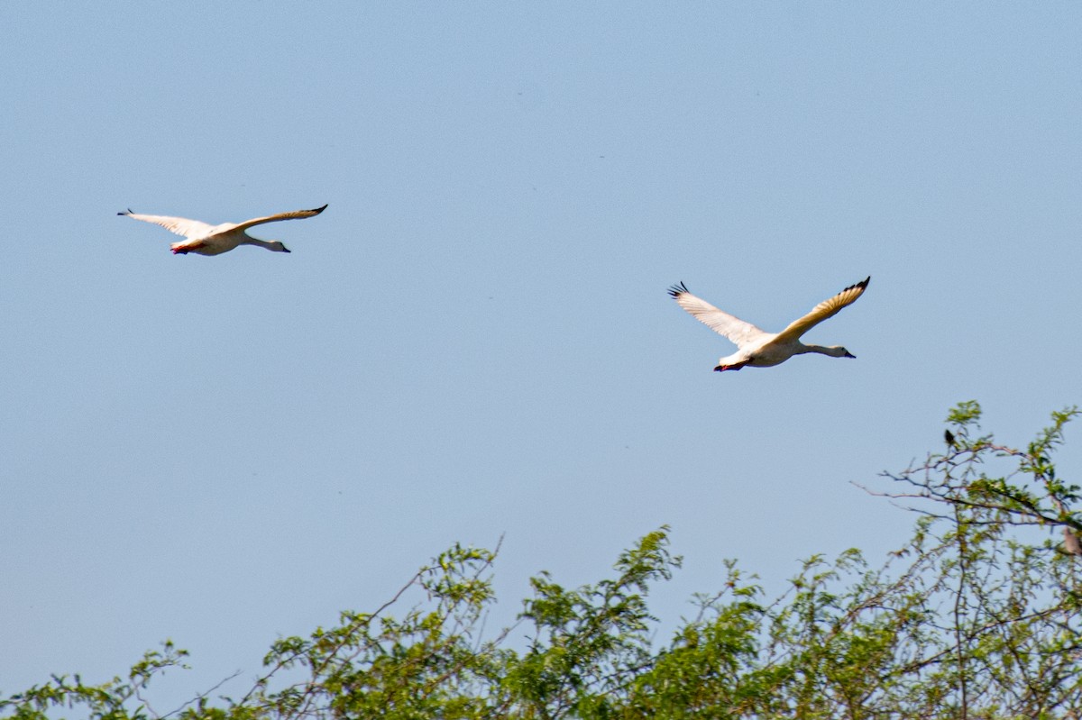 Coscoroba Swan - ML644007483