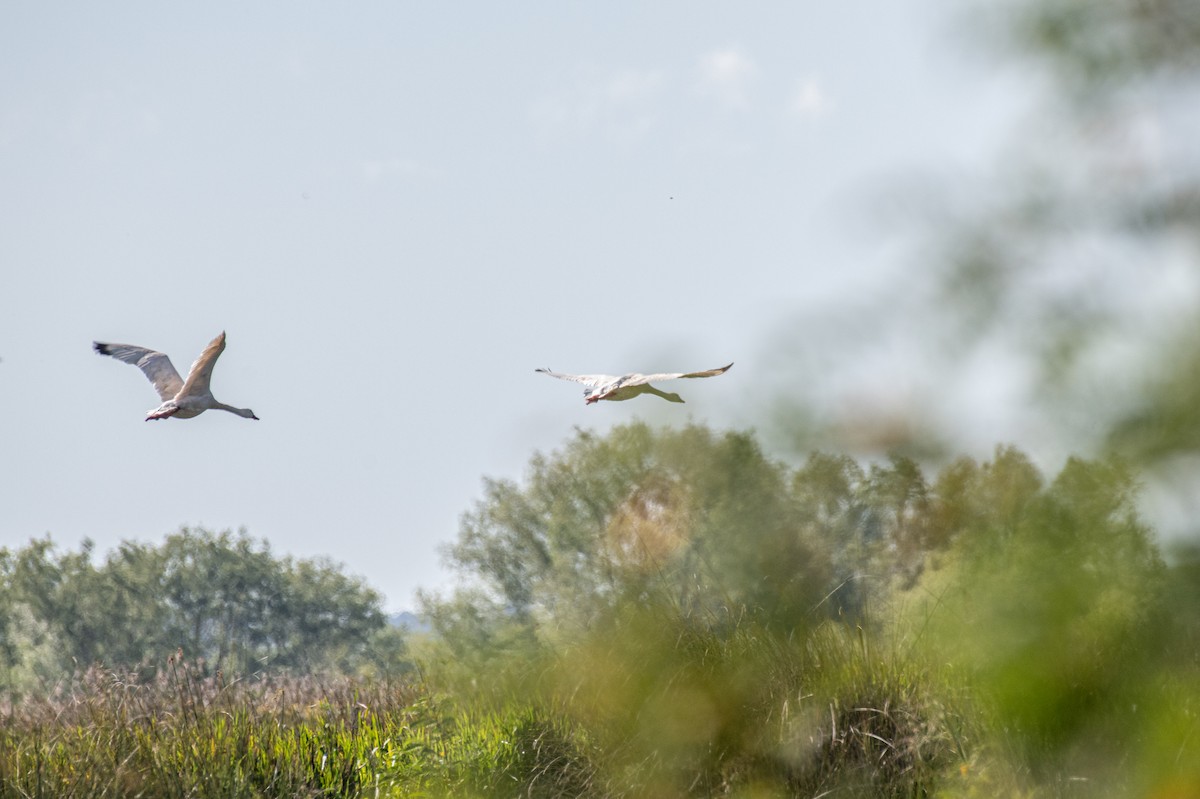 Coscoroba Swan - ML644007484