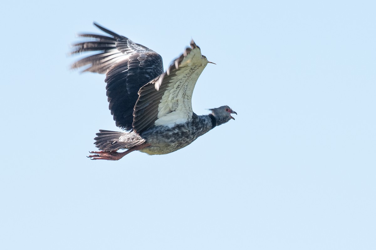 čája obojková - ML644007497