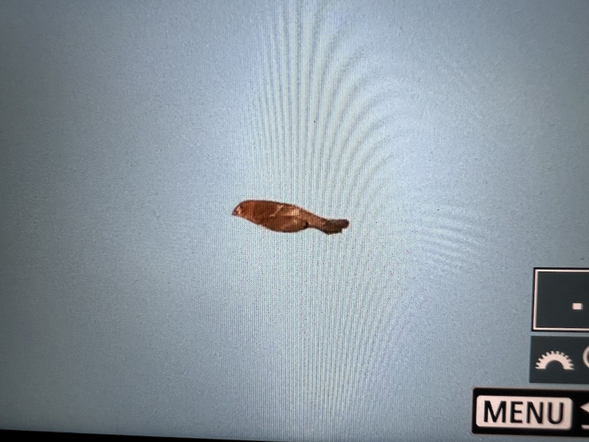 Blue Grosbeak - ML644007517