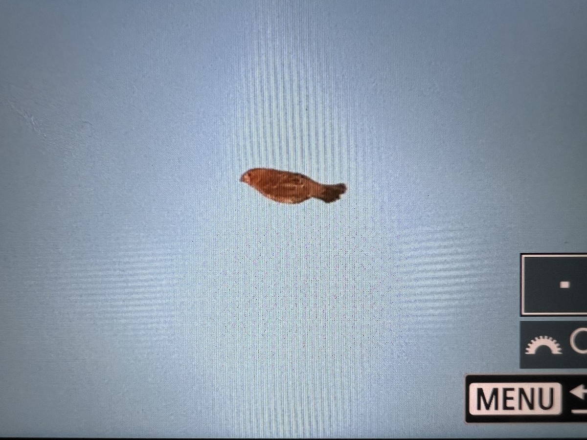 Blue Grosbeak - ML644007518