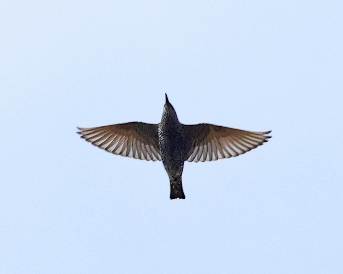 European Starling - ML644007557