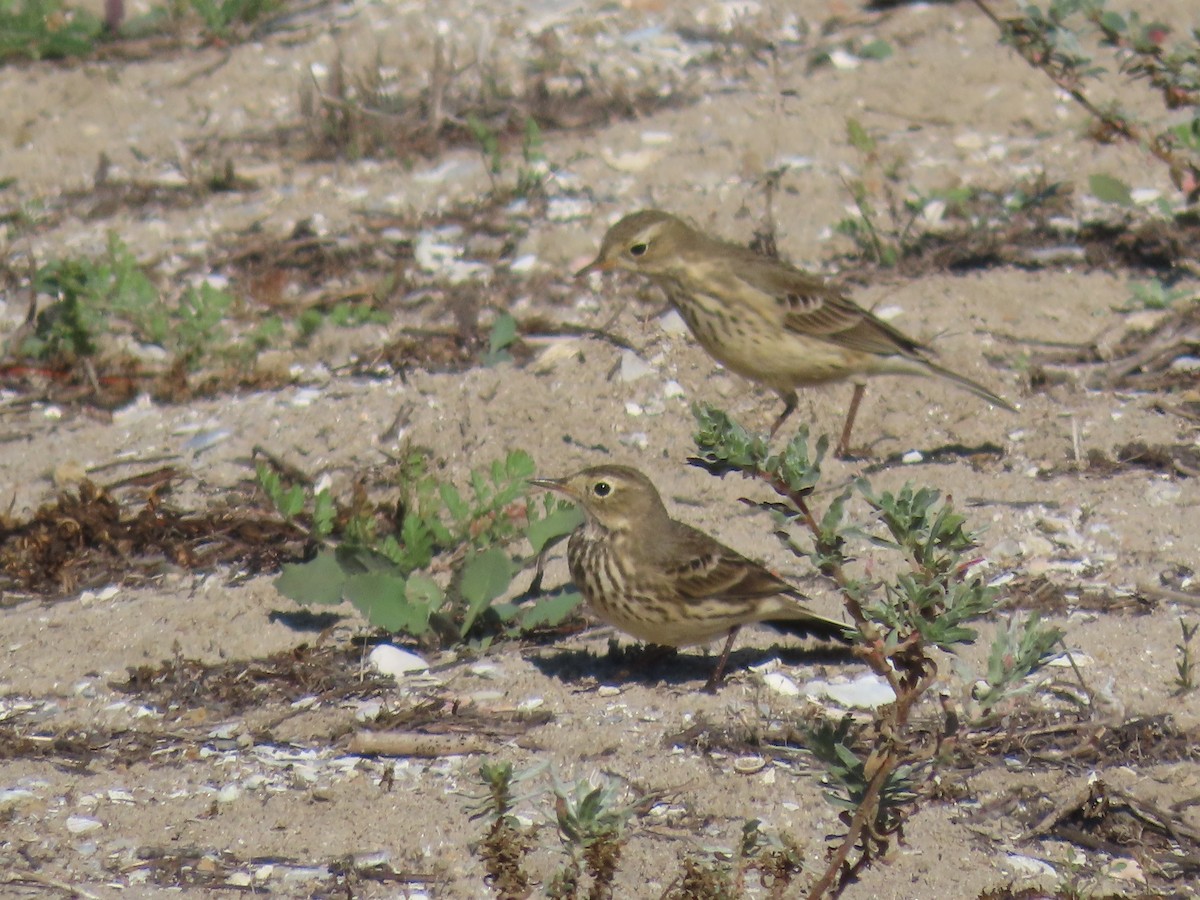 American Pipit - ML644007578